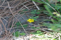 Oxalis corniculata